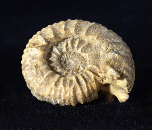 Pavlovia pavlovi (MICHALSKY 1890) - Bild © FossNet FossilienStore